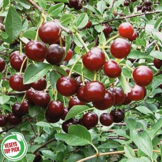 Juliette Hardy Cherry Thumbnail